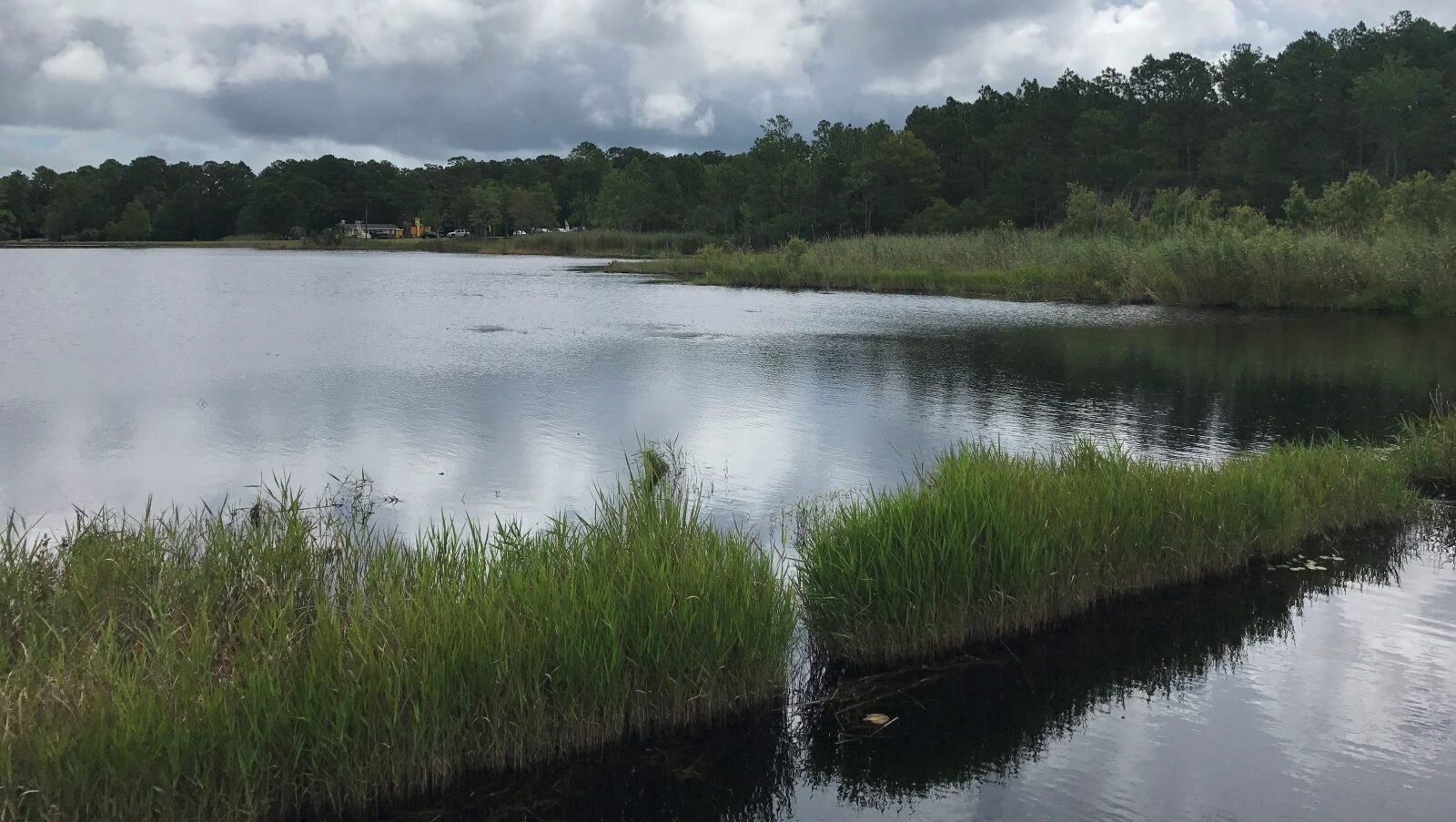 The same shoreline with maidencane removed and open water after hydro-raking