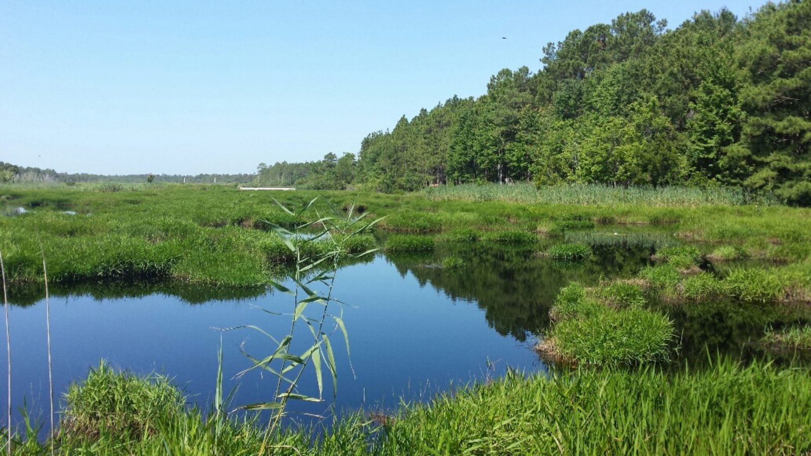Shoreline choked with dense invasive maidencane before mechanical hydro-raking