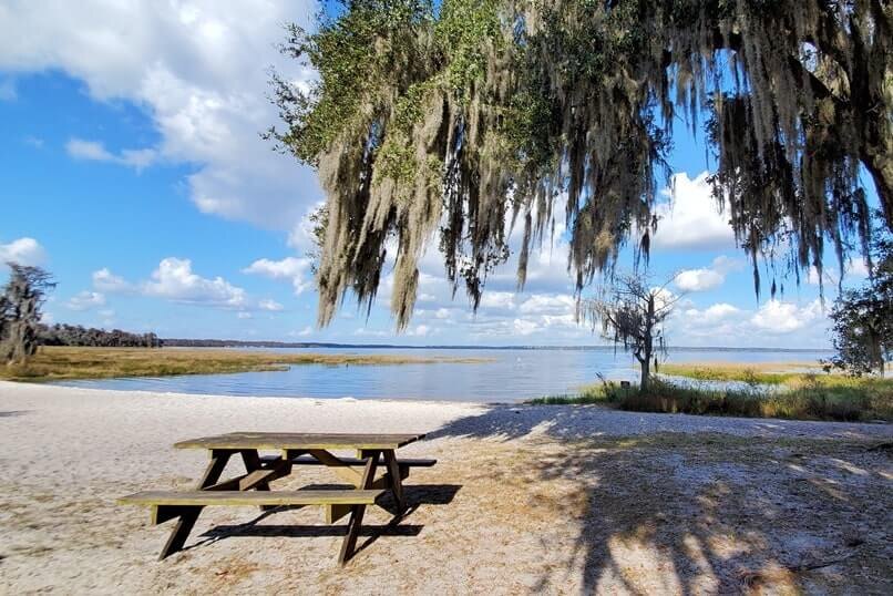 Lake Louisa sandy shoreline with a picnic table and oak trees draped in Spanish moss