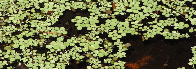 Common salvinia (Salvinia minima)
