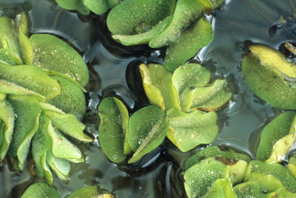 Giant salvinia (Salvinia molesta)