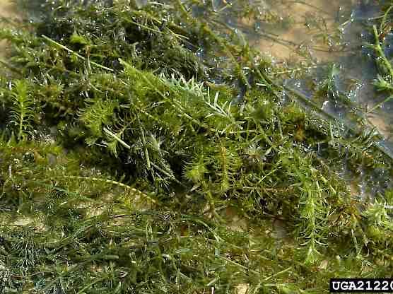 Hydrilla (Hydrilla verticillata)
