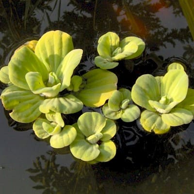 Water lettuce (Pistia stratiotes)